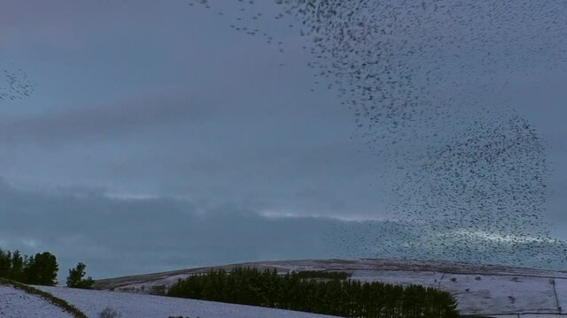 Starling murmurations at Tarn sike nature reserve Cumbria UK