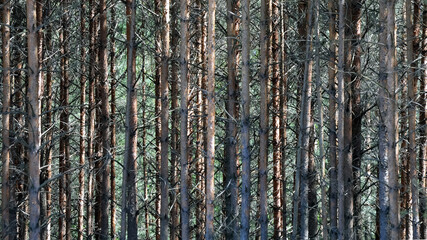 Ściana lasu , masa drzew