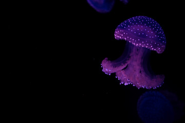 Glowing jellyfish in a tank at an aquarium. 