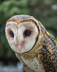 Australian Maskled Owl portrait