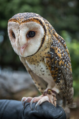 Australian Masked Owl on handlers gloved hand