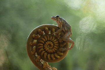 Frog on Nature Place