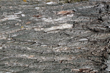 Abstract texture of tree bark. drawing horizontally.