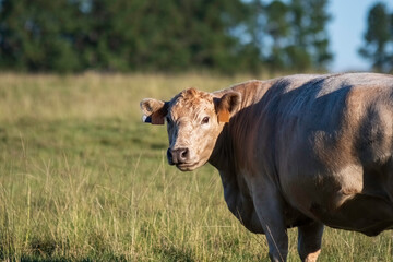 Fat Simmental crossbred cow looking back
