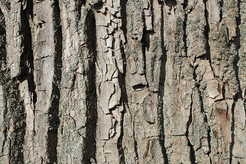 Abstract texture of tree bark. drawing horizontally.