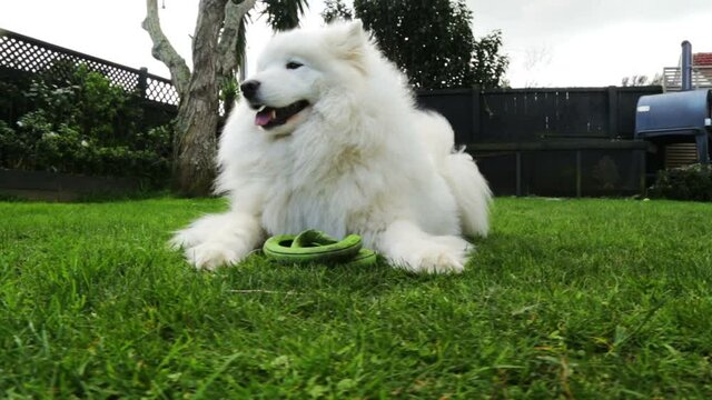 White fluffy Samoyed dog turns and smiles at camera