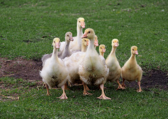 A group of domestic geese  against the background of green grass