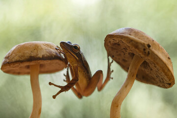 Frog on Nature Place
