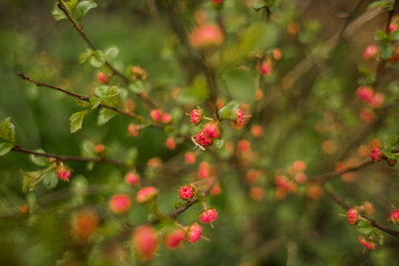 Obraz premium bush with pink flower buds in the garden in spring