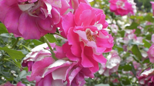 Close up shot of pink rose flowers gently blowing to the breeze in a rose flower garden