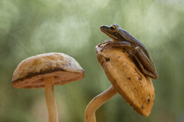 Frog on Nature Place