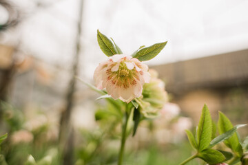 beautiful flowers grow in the garden in spring
