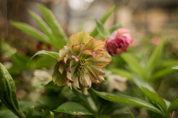 beautiful flowers grow in the garden in spring