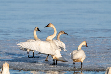 Obraz premium Small flock of white swans congregating on a partially frozen river, lake in northern Canada in April. One swan flapping wings with others standing. 