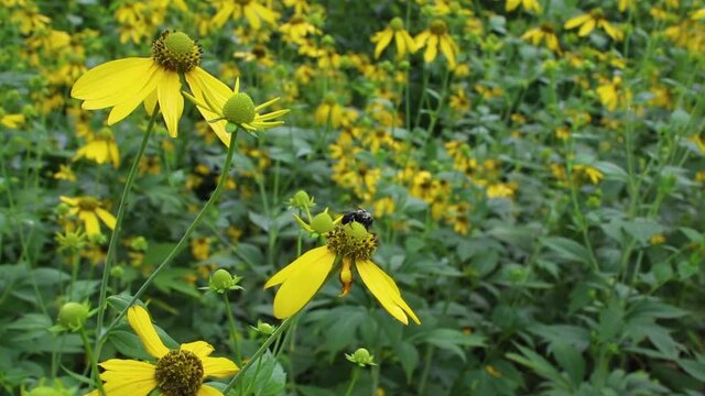 Footage of a bee on flowers.