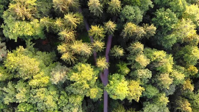 4K Aerial showing a beautiful forest in Z&uuml;rich Switzerland from above. The trees are shining green. Drone starts flying in direction of the trees.