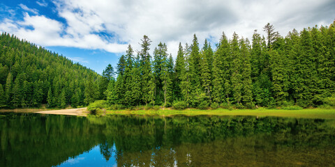 Fototapeta na wymiar lake among spruce forest. trees reflecting on the water surface. wonderful summer scenery on a bright sunny day with fluffy clouds on the sky