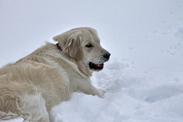 A happy dog in a collar lies on the snow with its mouth open. Walking a dog breed retriever in the fresh air
