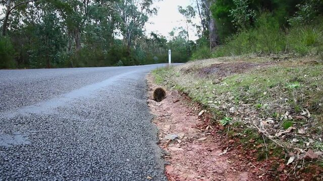 Wide shot of a wild echidna on the street during day time in Maffra, Victoria, Australia.