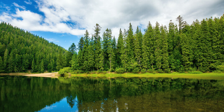 lake among spruce forest. trees reflecting on the water surface. wonderful summer scenery on a bright sunny day with fluffy clouds on the sky