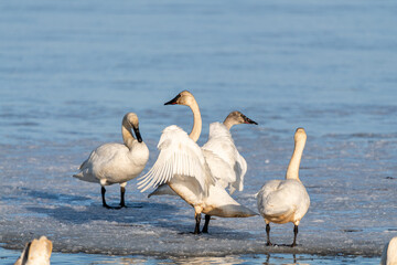 Small flock of white swans congregating on a partially frozen river, lake in northern Canada in...