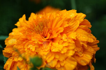 Large orange marigolds in the garden 