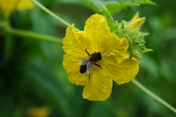 Bee on a yellow flower in the garden 