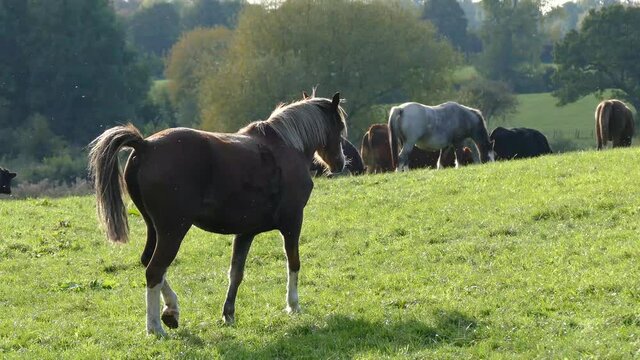 Young brown horse walking across field. Cows in the background. Filmed in Cheshire, England