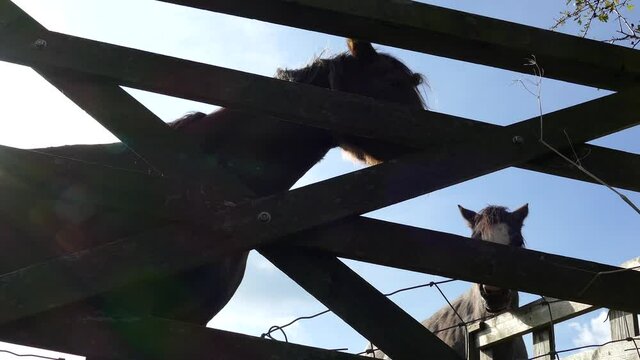 Slider shot revealing 2 young black horses next to a fence. Shot in Cheshire, England