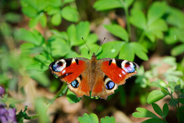 Inachis io. butterfly on green leaves. colorful wings. big beautiful insect. butterfly isolated on green background. top view, in spring or summer. close-up. macro nature