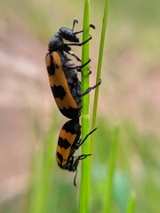 orange beetle perched on weed flower