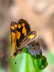 orange butterfly perched on weed flower