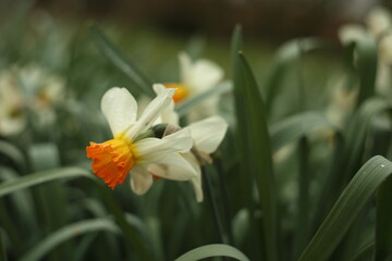 White narcissuses blooming in spring garden, green background