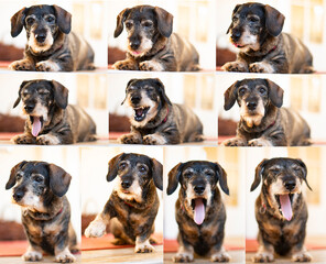 Collage with a dachshund