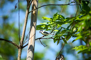 鳥・四十雀・シジュウカラ・捕食の瞬間