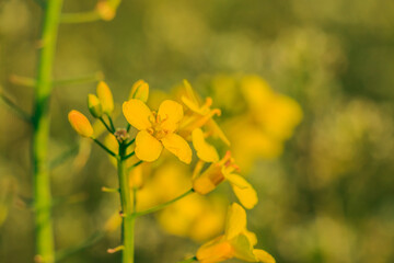 Detail of a rapeseed blossom from a field. Crop plant with yellow flowers leaves in sunshine in summer. Green flower stems and flower branches. Flower with pollen and pistil