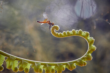 Gold Dragonfly on Fern