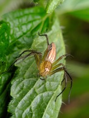 A small spider walking on green leaves