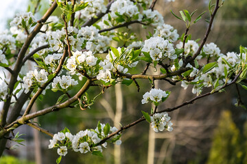 Flowering fruit trees. Flowers on the branches. Spring is coming.