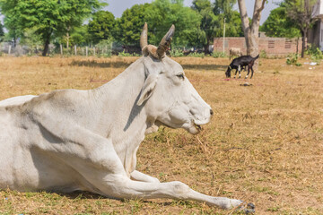 Naklejka na ściany i meble White zebu cow lying on the ground in a village in Rajasthan