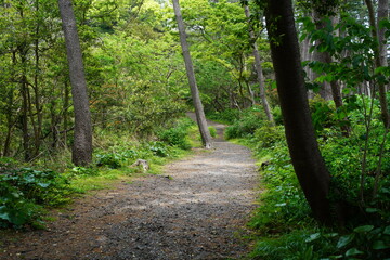 Fototapeta premium 静岡の海