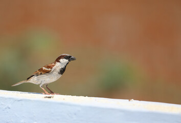 House sparrow eating food on wall