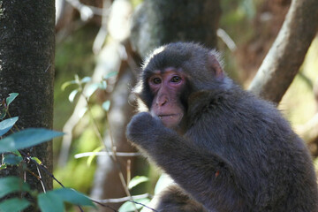 Lonely Japanese macaque is eating something in a shady spot of the mountain. Upper part of the body.