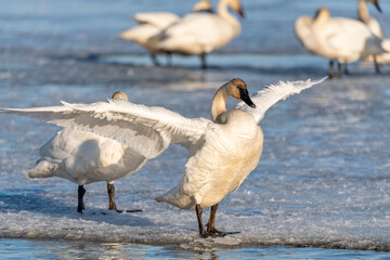 One arctic tundra trumpeter swan with wings spread out by its side while standing on a partially...