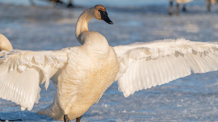 One arctic tundra trumpeter swan with wings spread out by its side while standing on a partially frozen river ice in spring time, April. Wild animal in wilderness, natural scene, environment. 