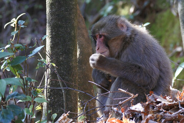 Lonely Japanese macaque is sitting at the base of a tree and eating something. Whole body.