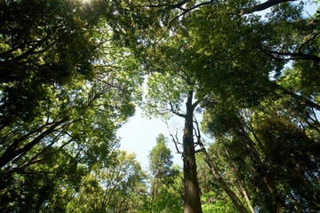 森・森林・包囲・高い・鬱蒼とした