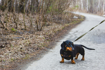 Little cute dachshund on a walk with the owner in the park.