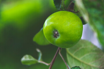 Niedojrzałe zielone jabłko na drzewie - obrazy, fototapety, plakaty
