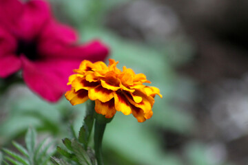 Warm yellow african marigold close-up view
